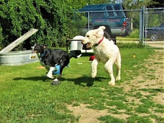 Dog Boarding & Day-Care Munster Abbey Kennels