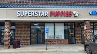 SuperStar Puppies For Sale