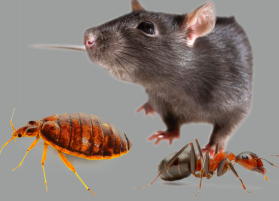 The Verminator in 12 Therfield Rd, St Albans AL3 6BP, UK - Pest Control featuring Delivery, Wheelchair Accessible