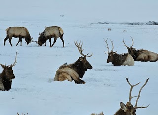 National Elk Refuge Sleigh Rides