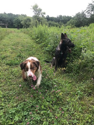 The Dog Mom - Kennebunkport