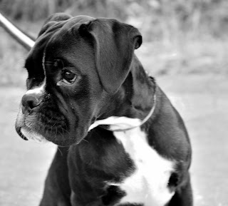 Thérapeute animalier (Aux alentours de Bordeaux et Grenoble) - Elodie THIBERT, équin, canin et félin.