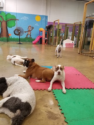 Dog Dayz Doggie Day Care