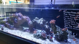 Exotic Fish & Corals