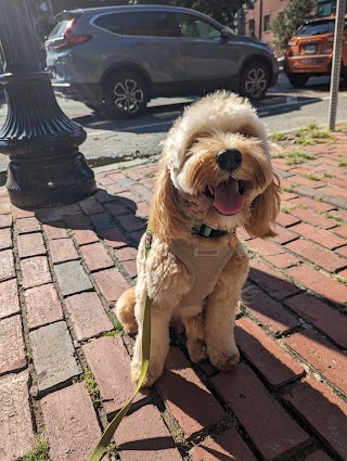 Boston Dog Butlers