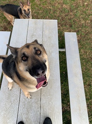 Fort Campbell Dog Kennels