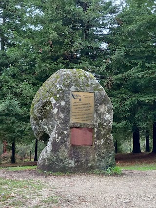 Bosque de Colón - Sequoias Poio