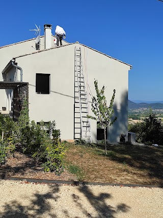 Nid de Guêpes Frelons Dératisation - VNS