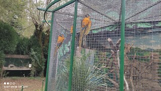 Avifauna