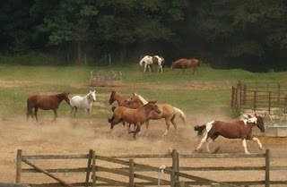 Trackrock Stables