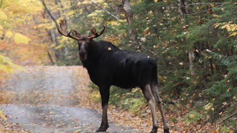 Moose Woods Guide Service