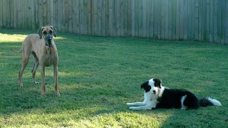 A Stay in the Country Pet Lodge and Training Center