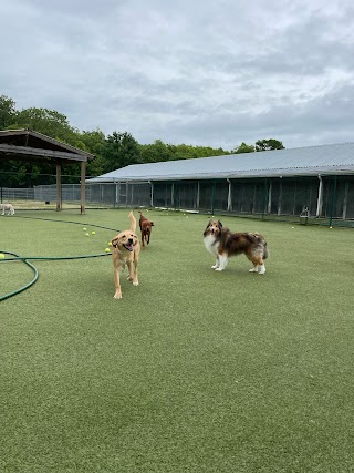 Sterling Meadows Kennel and Cattery