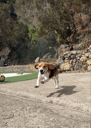 Residencia Canina y Felina, Peluquería Canina, Garras y Patas, Tenerife