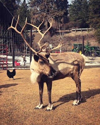 Utah Reindeer