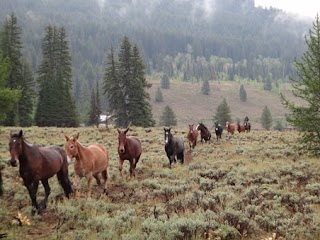 Trophy Mountain Outfitters