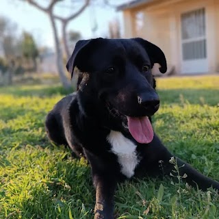 Centro Veterinario AABEM