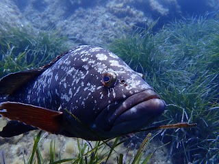 Mio Palmo Plongée - Centre Padi Hyères