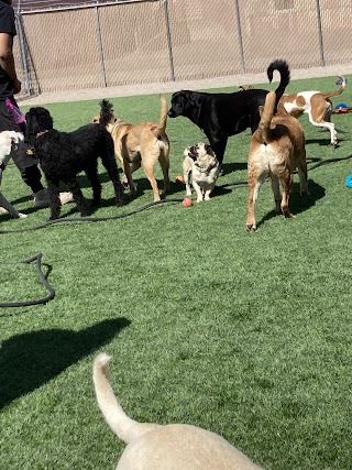 Beast & Nugget’s Doggy Day Care