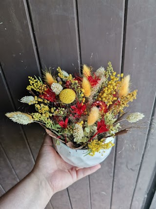 Une fleur en Cévennes