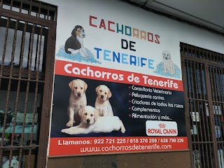 Cachorros De Tenerife S C