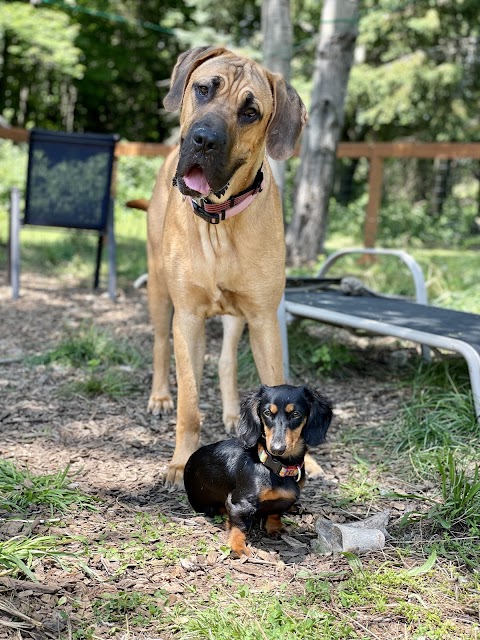 Summer camp for dogs all year long