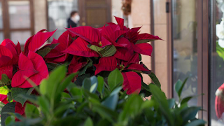 Floristería Paqui & Ana Rosa