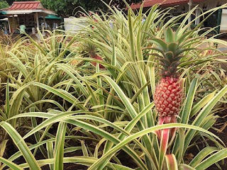 Dole Plantation