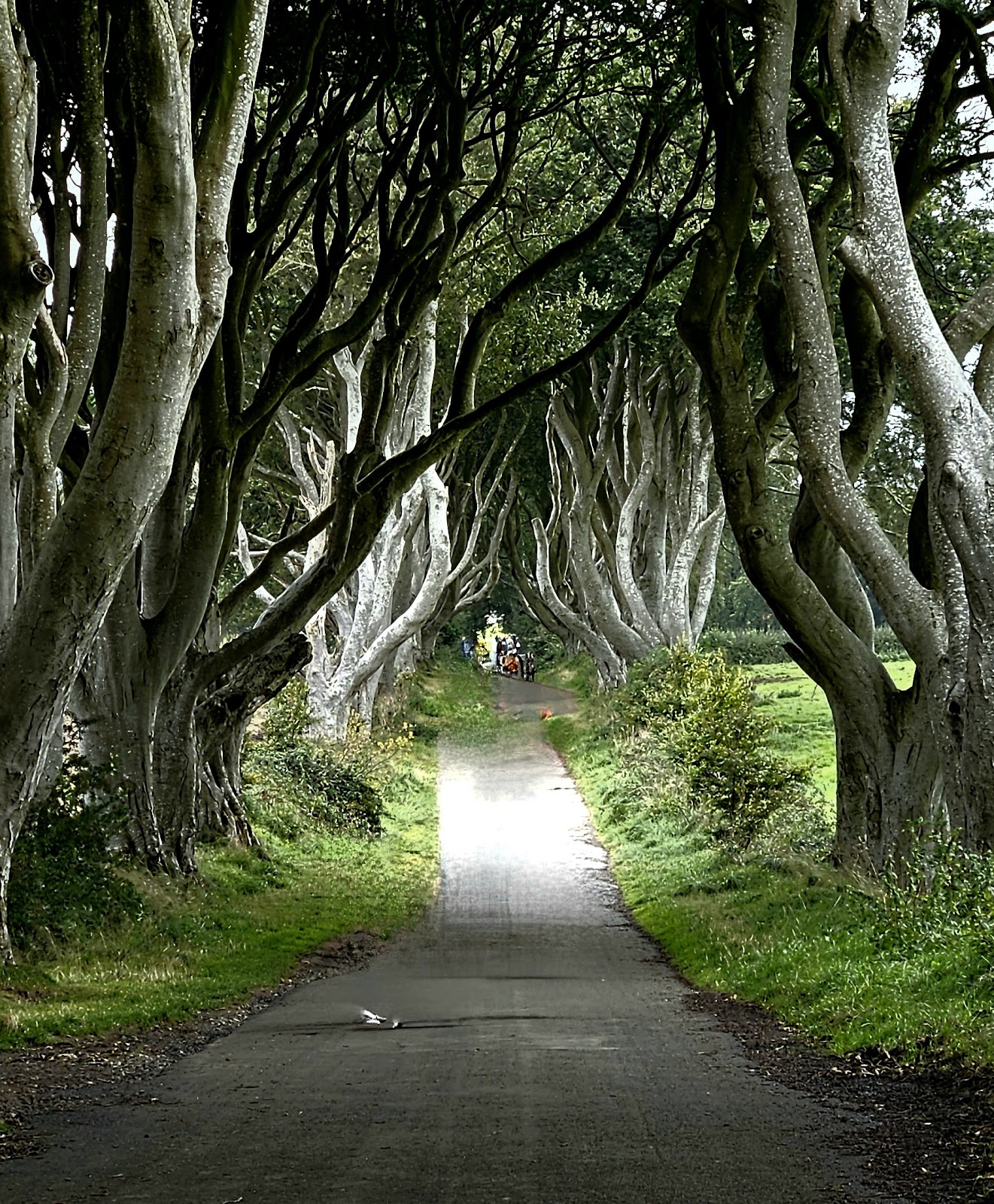 The Dark Hedges