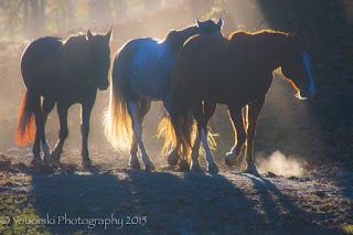 Trackrock Stables