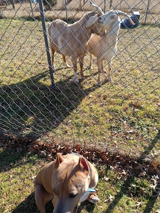 R & R Ranch Dog Boarding