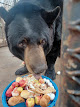 Photo of Safari Sanctuary -rescue - 26881 East 58th Street, Broken Arrow, OK 74014, USA