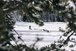 Jackson Hole’s Continental Divide Dogsled Adventures