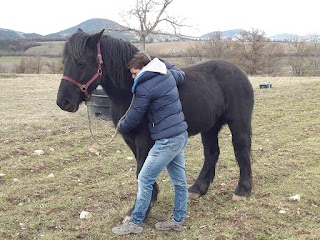 Thérapeute animalier (Aux alentours de Bordeaux et Grenoble) - Elodie THIBERT, équin, canin et félin.