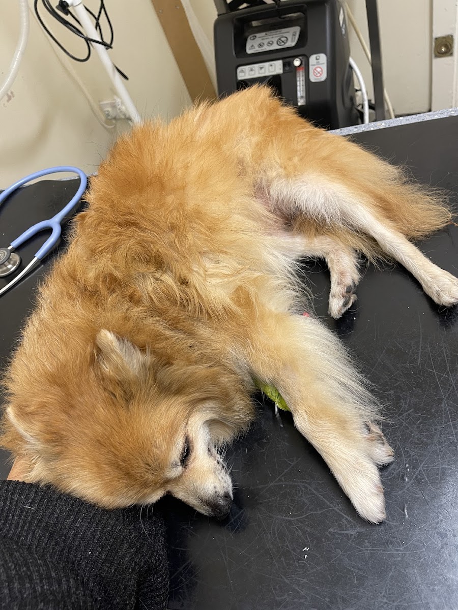Medivet Southwark in 79 Grange Rd, London SE1 3BW, UK - Veterinary Cares featuring 