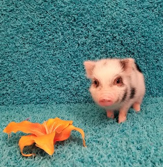 Mini Pocket Pigs LLC