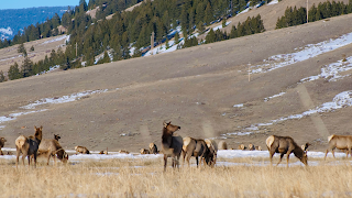 National Elk Refuge & Greater Yellowstone Visitor Center