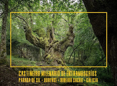 Castaño Milenario de Entrambosríos/Trambolosríos - RIBEIRA SACRA