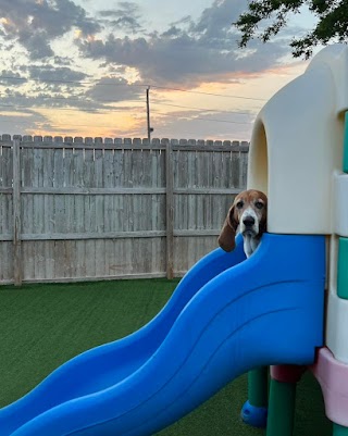 Hounds Lounge Pet Resort and Spa - Riverdale