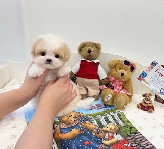 Teacup puppies for sale in USA