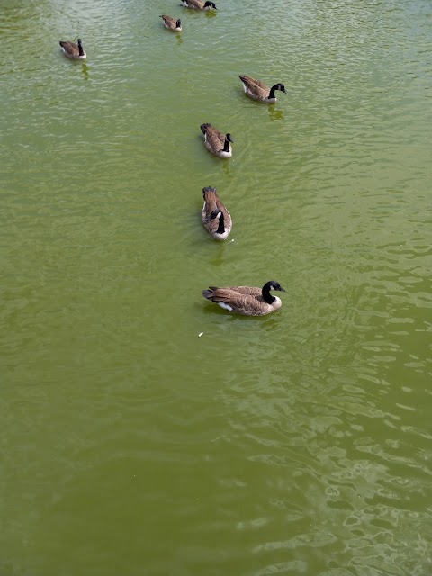 Walker Park Pool