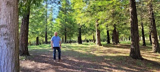 Bosque de Colón - Sequoias Poio