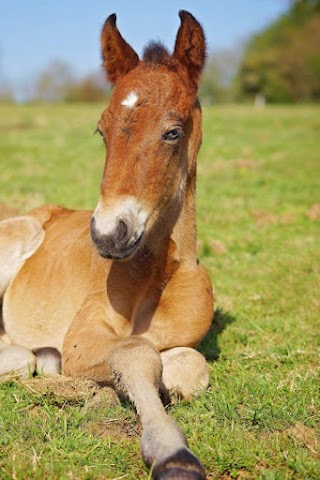 Comité Régional d'Equitation de Bretagne