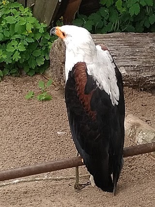 Adler- und Falkenhof Schütz Niederburg