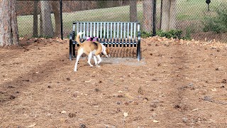 North Garner Dog Park