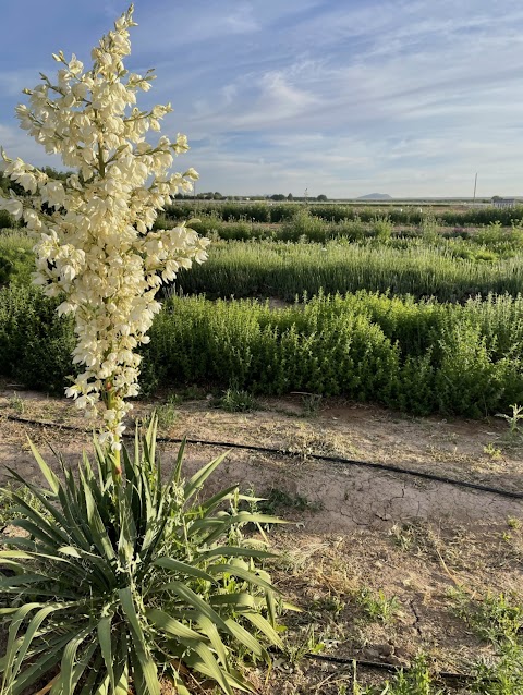 Calhoun Flower Farms