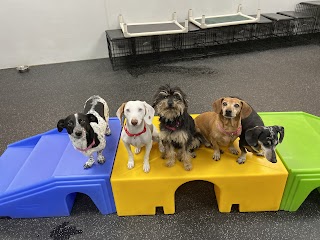 Dogtopia of Albuquerque