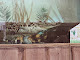 Photo of Insta-Gator Ranch & Hatchery - 74645 Allen Road, Covington, LA 70435, USA