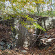 Photo of Oakland Forest & Meadow Preserve - Carriage Drive, Portsmouth, RI 02871, USA
