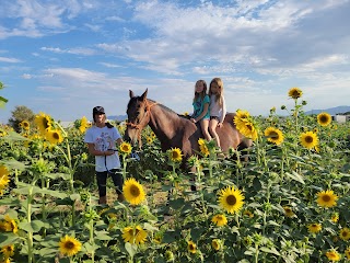 Nature Health Farms Petting Zoo & Alpaca Farm Wedding Chapel in Pahrump